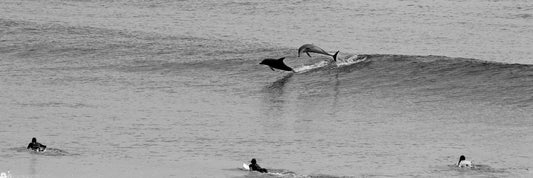 Image 14 - Dolphin Play