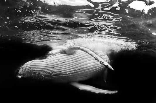 Image 17 - Belly Roll