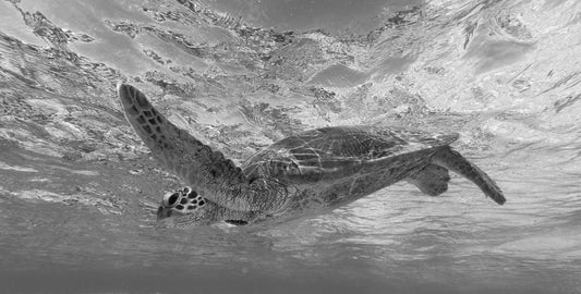 Image 38 - Glide