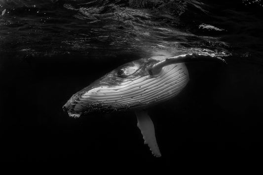 Image 42 - Whale Dance