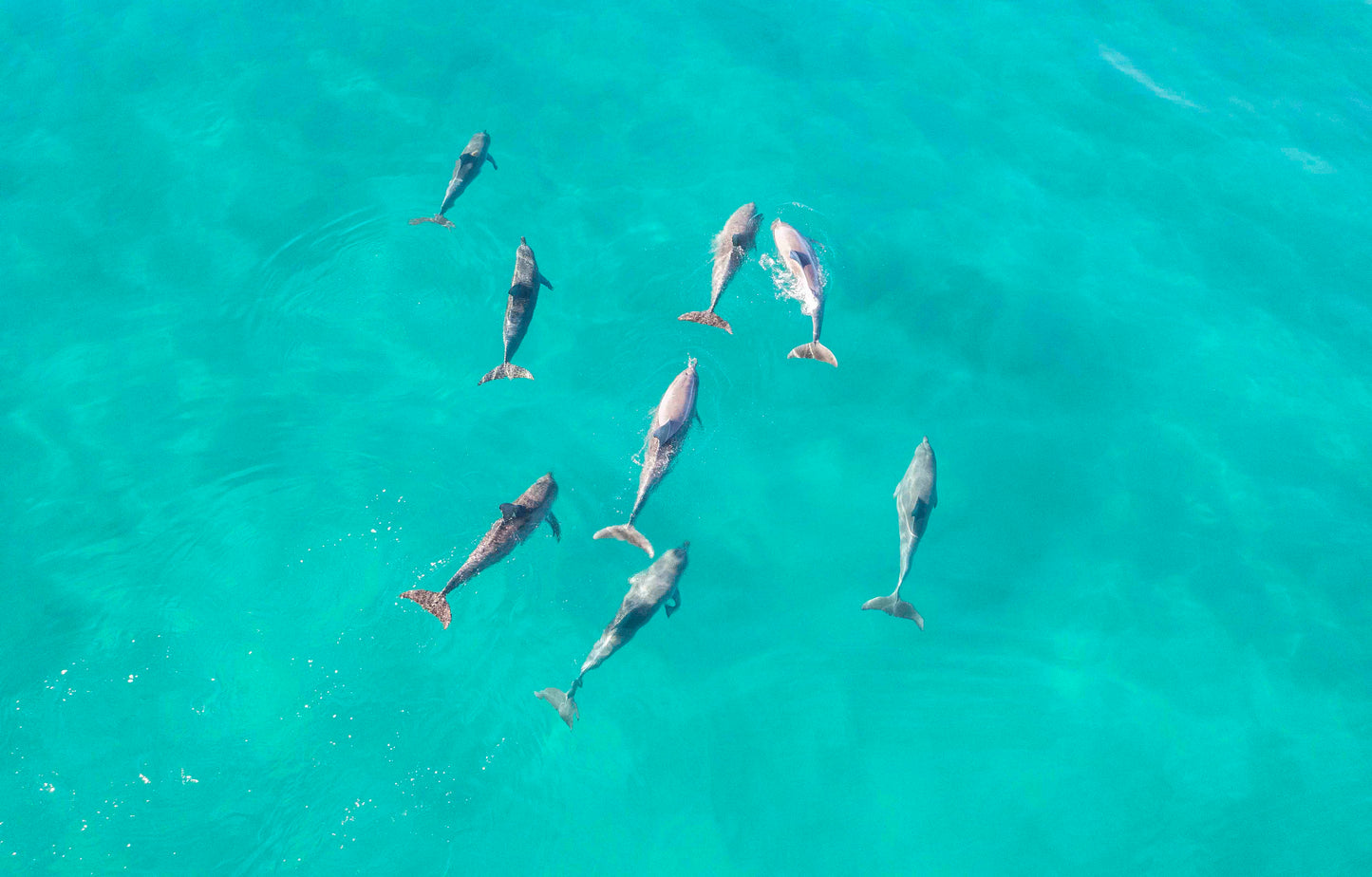 Aerial 13 - Dolphin Play