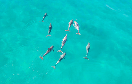 Aerial 13 - Dolphin Play