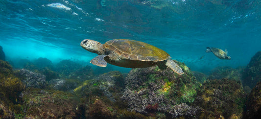 Cook Island Aquarium