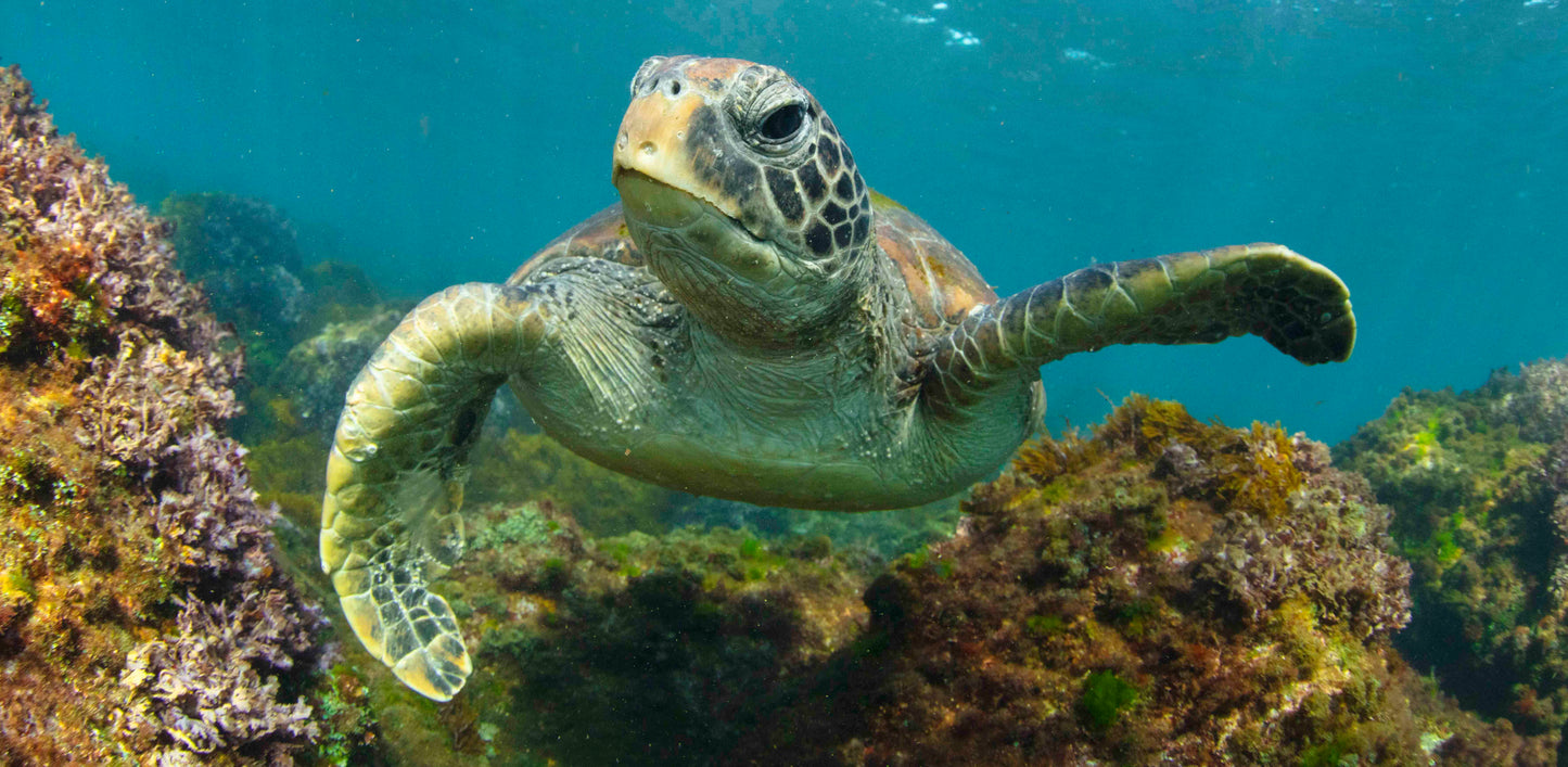 Cook island local