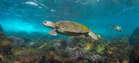 Cook island aquarium