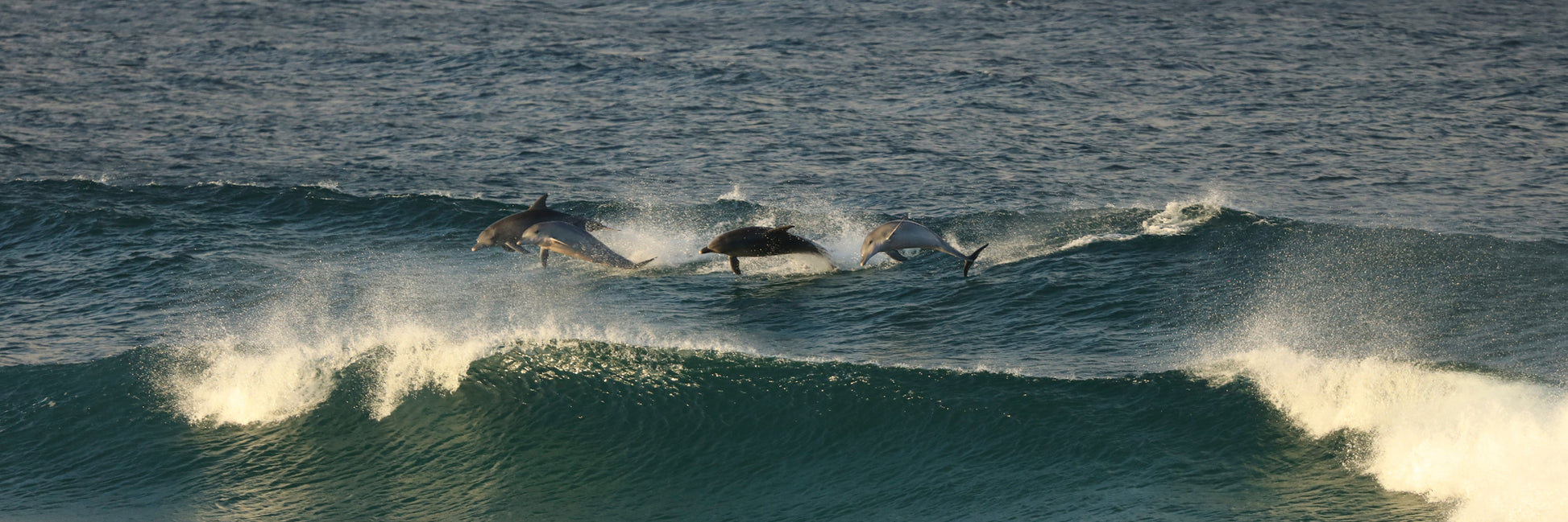 Image 11 - Dolphin Party