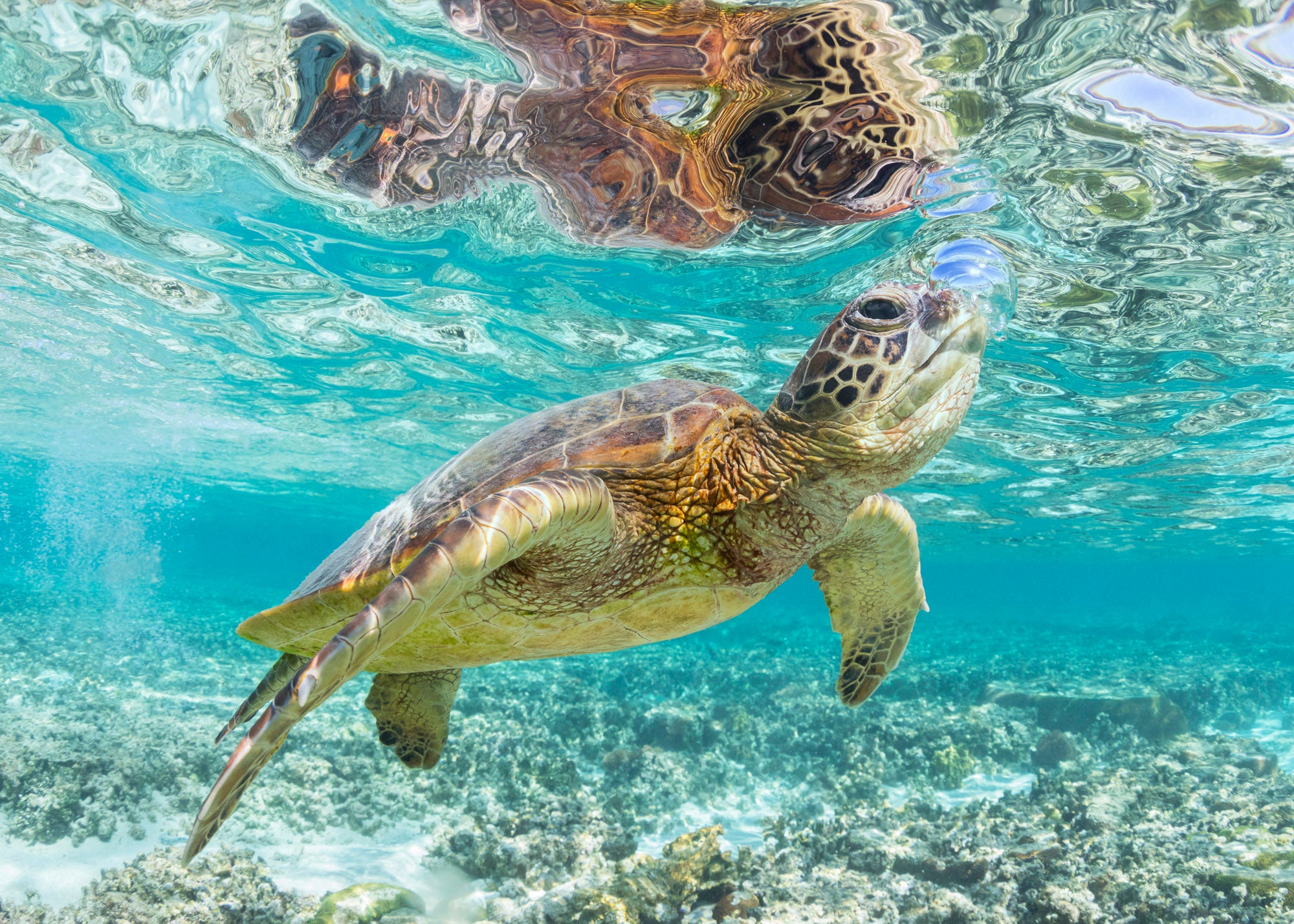 Turtle Bubble – Coastal Visions Photography