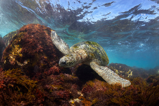 Image 15 - Cook Island Dweller