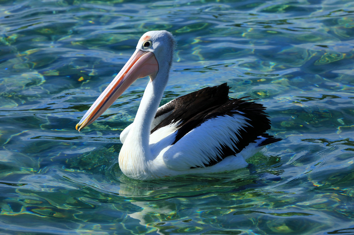 Image 25 - Pelicano