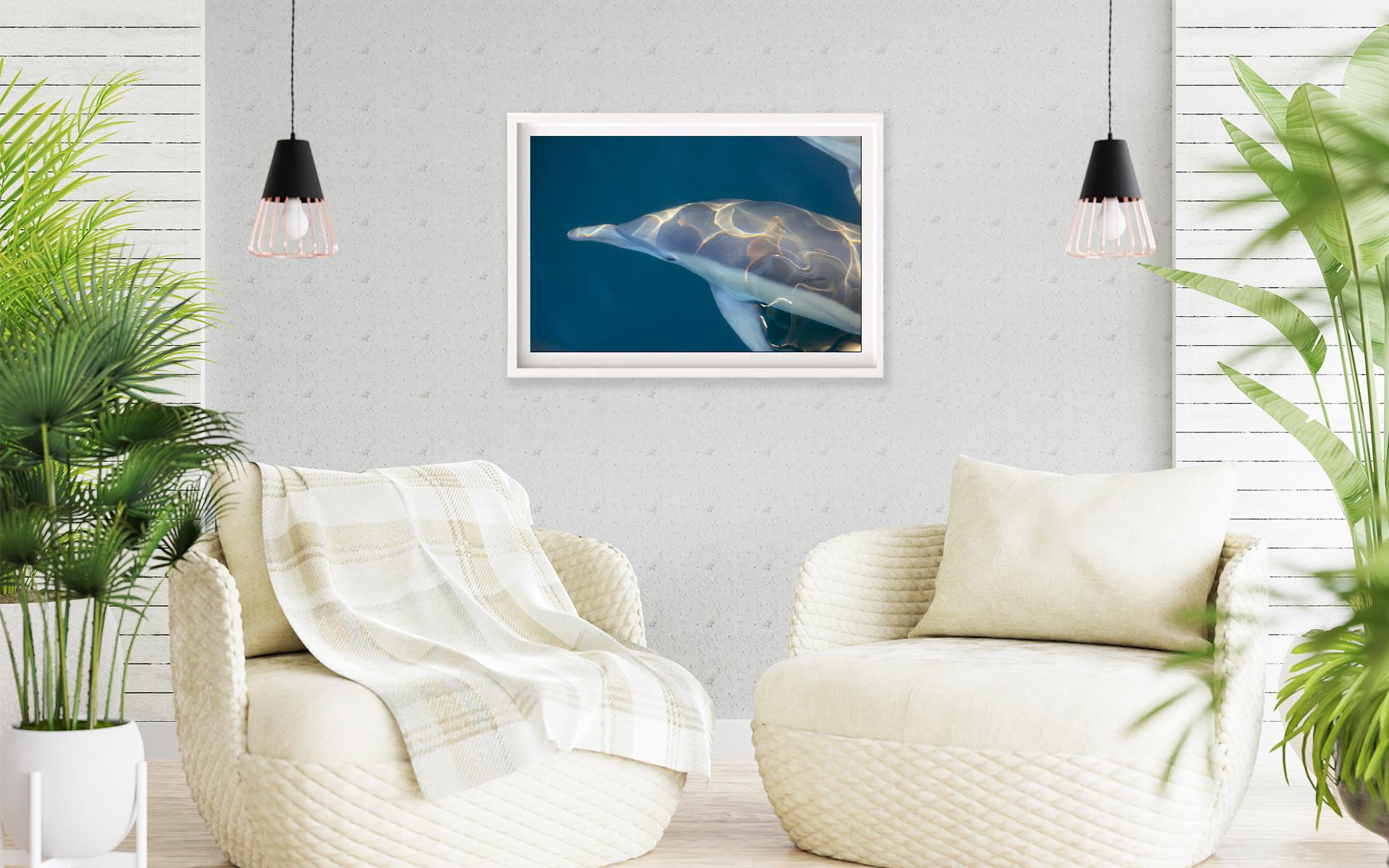 Image 3 - Rainbow Dolphin-frame-2