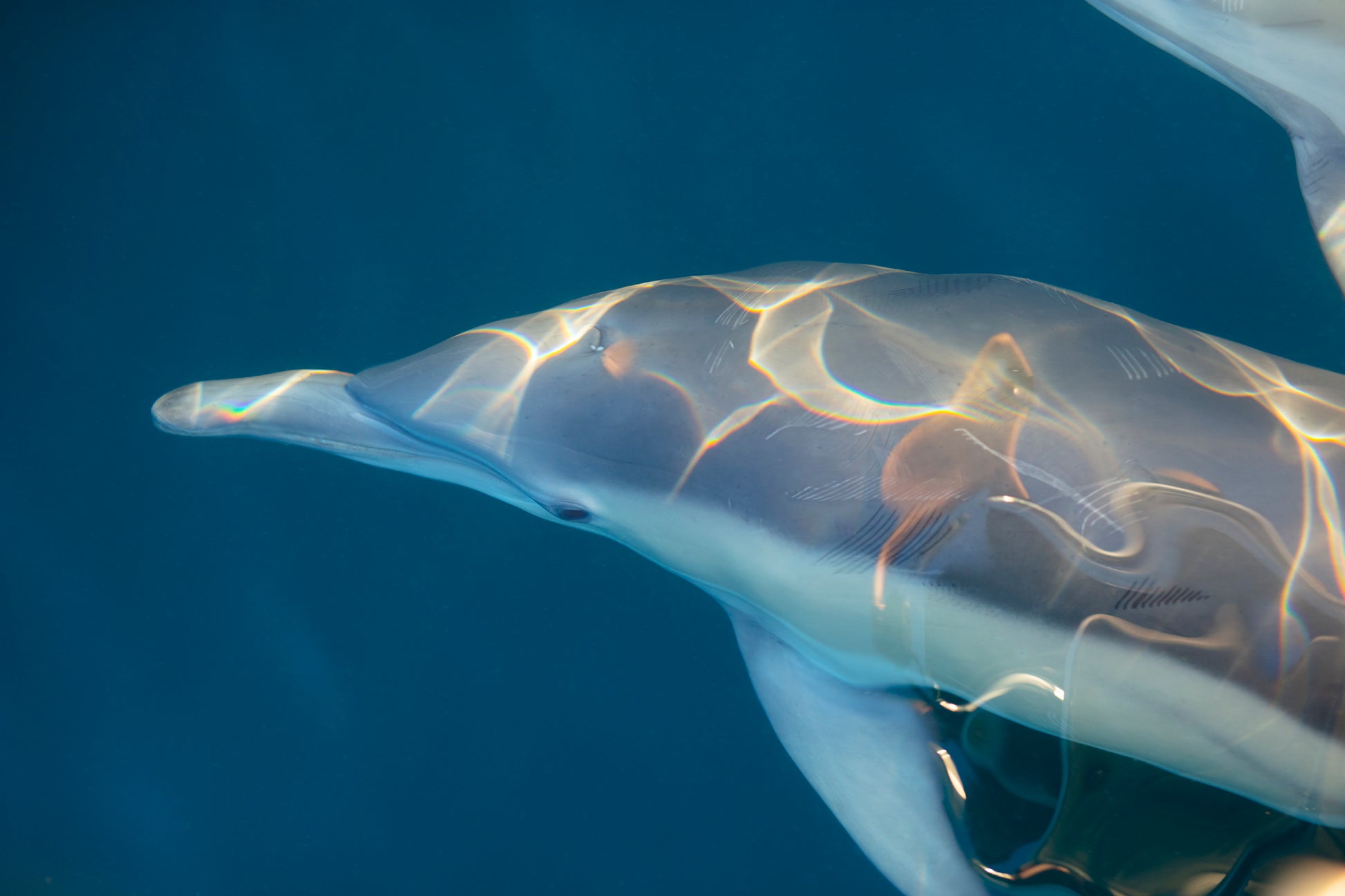 Image 3 - Rainbow Dolphin