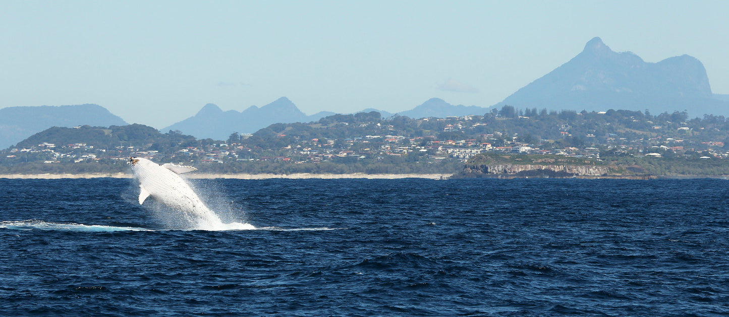 Image 31 - Whale Mt Warning