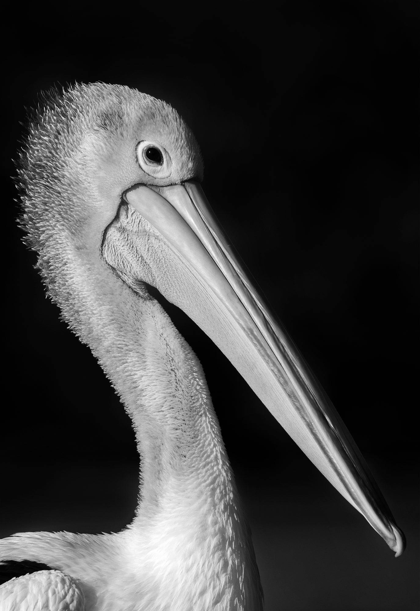 Image 32 - Pelican